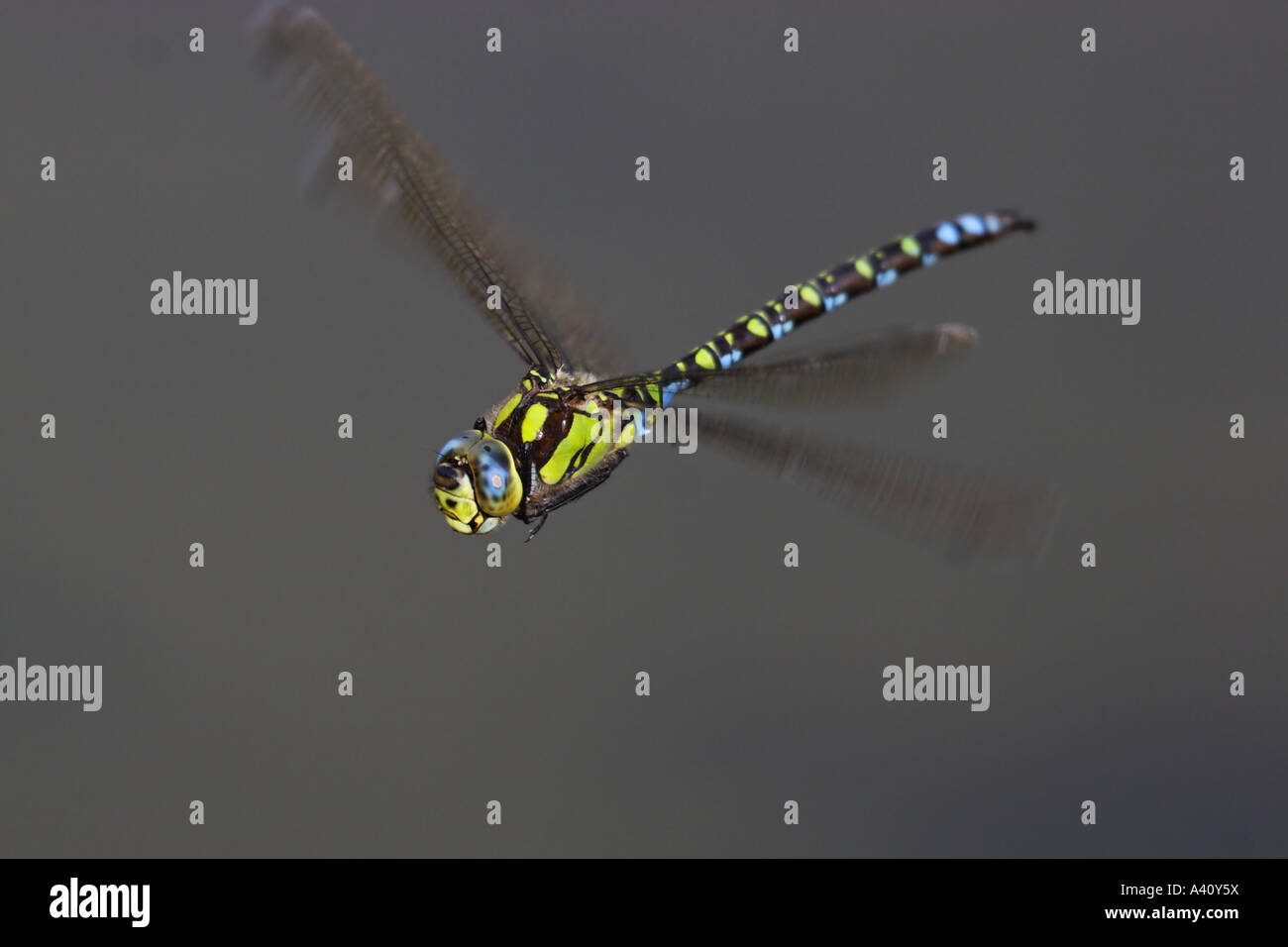 Blaugrüne Mosaikjungfer, AESHNA CYANEA, Libelle Stockfoto