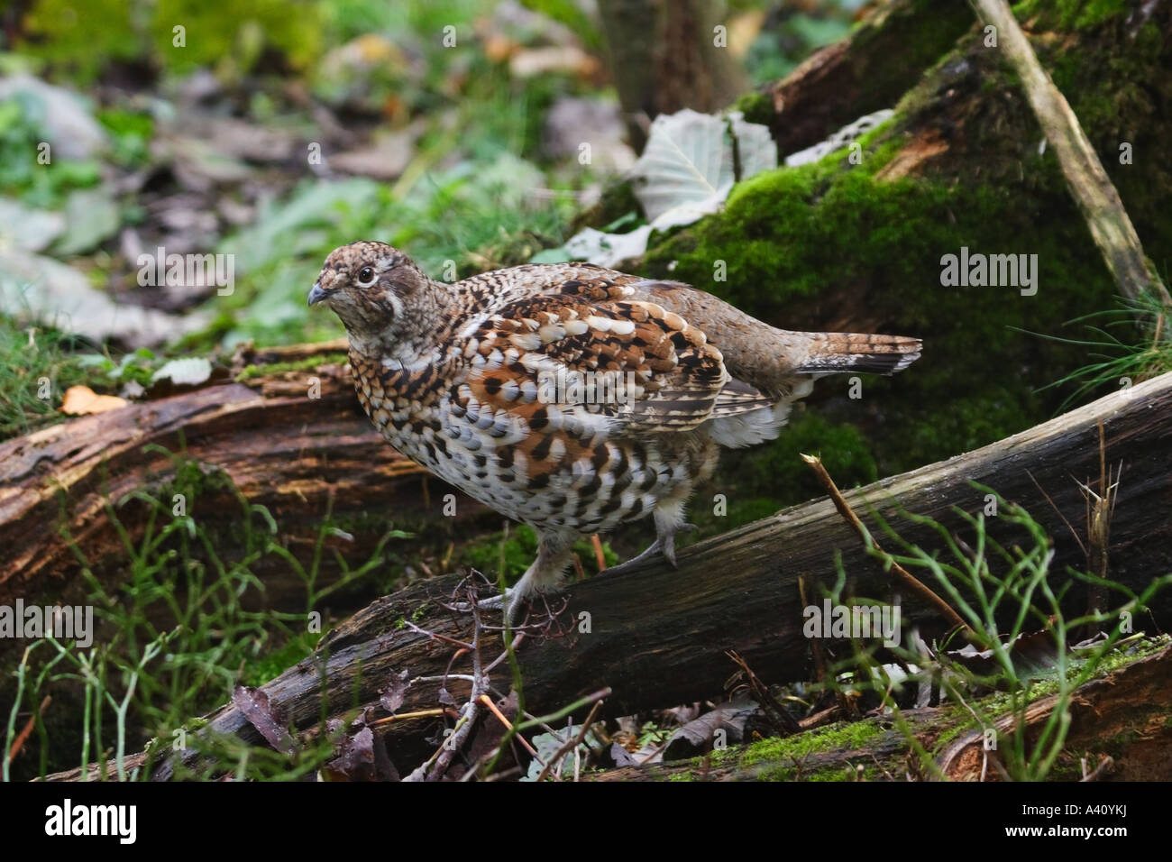 BONASA BONASIA, HASELHENNE Stockfotografie Alamy