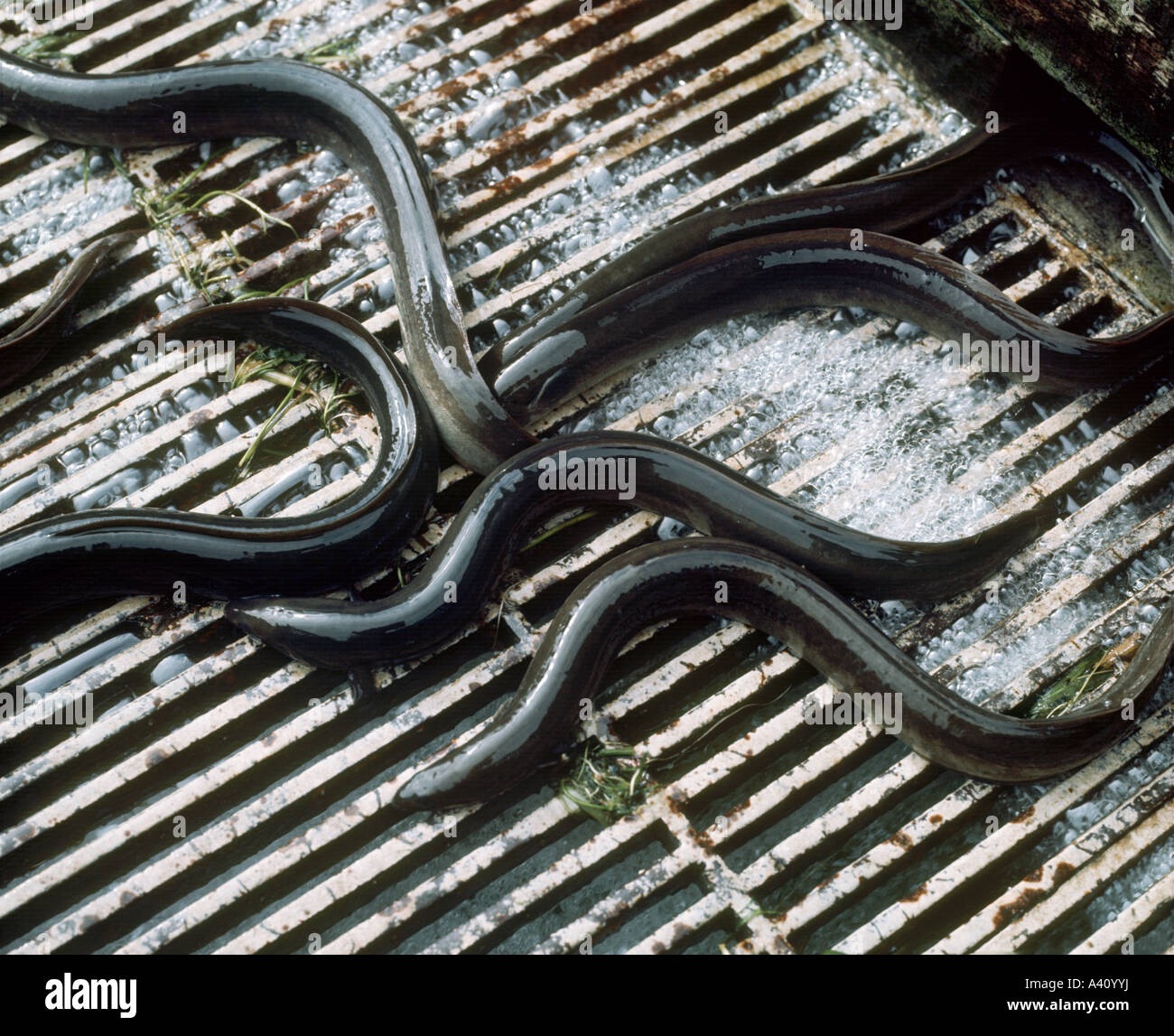 Warum Laichen Aale In Der Sargassosee www.alamy.de