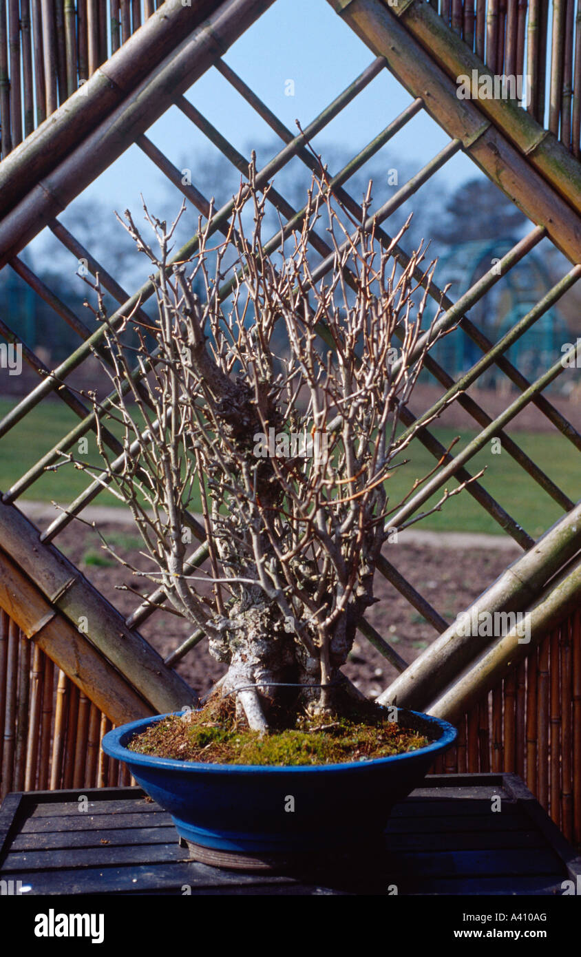 Bambus bonsai -Fotos und -Bildmaterial in hoher Auflsung  Alamy