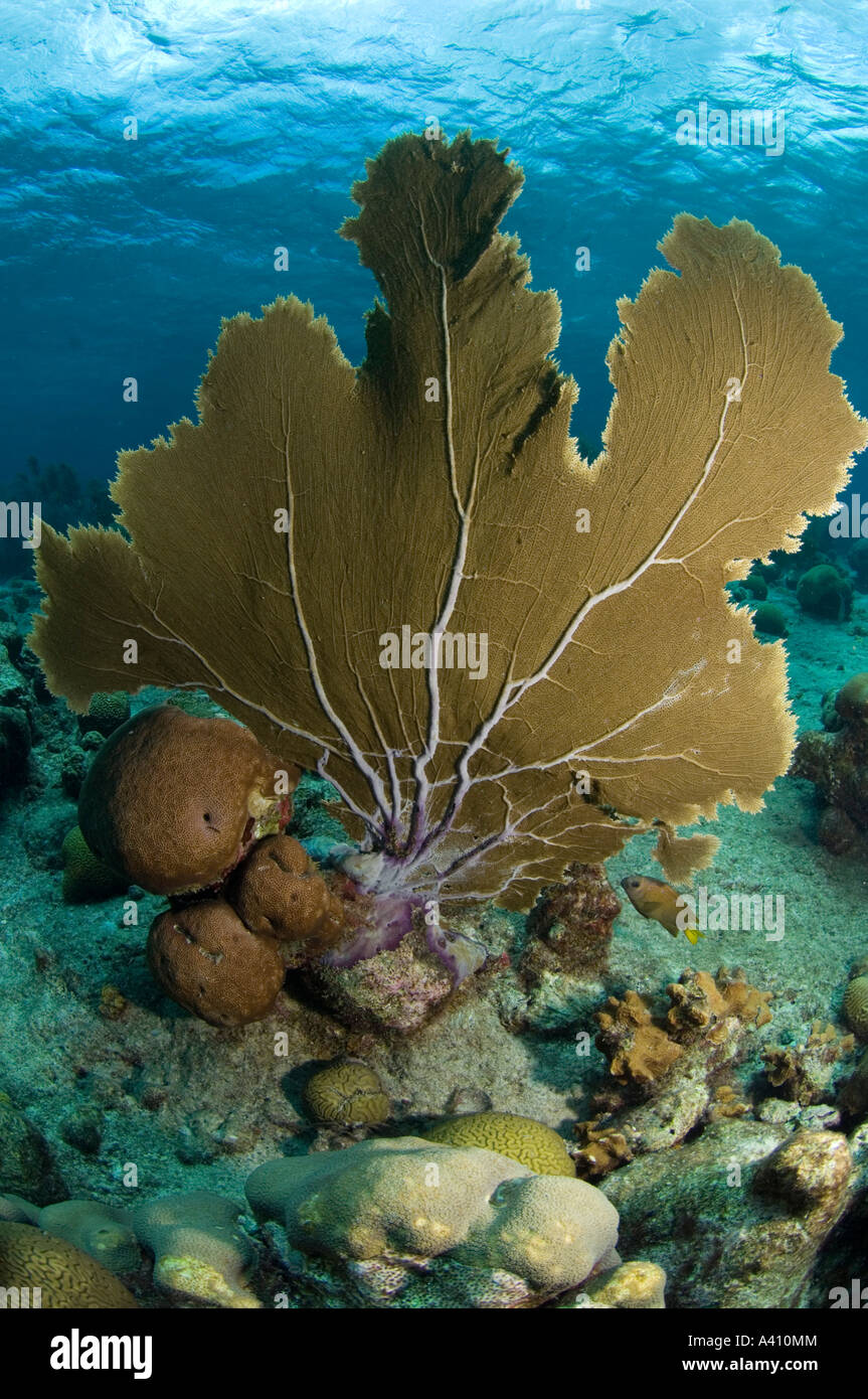 Gorgonien auf Korallenriff auf der Insel Bonaire in der Karibik Stockfoto
