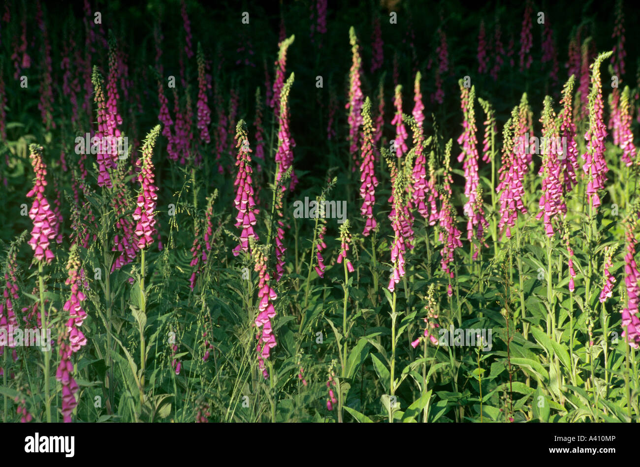 Fingerhut Digitalis Purpurea im Wald enthalten Digitalin. Stockfoto