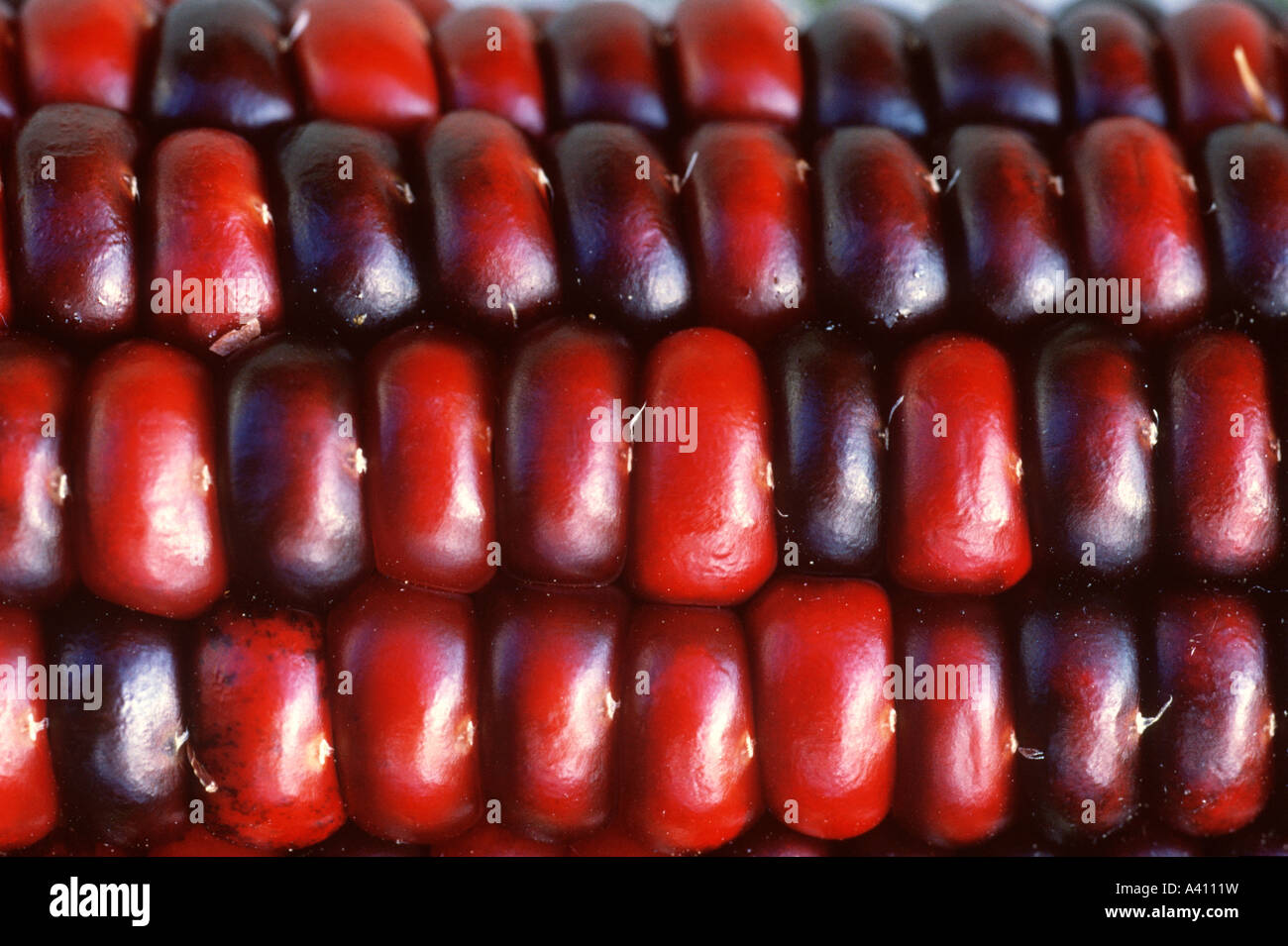 Ornamentale indischer Mais, Zea Mays, für farbige Samenschale angebaut und in fallen Dekorationen in den USA Stockfoto