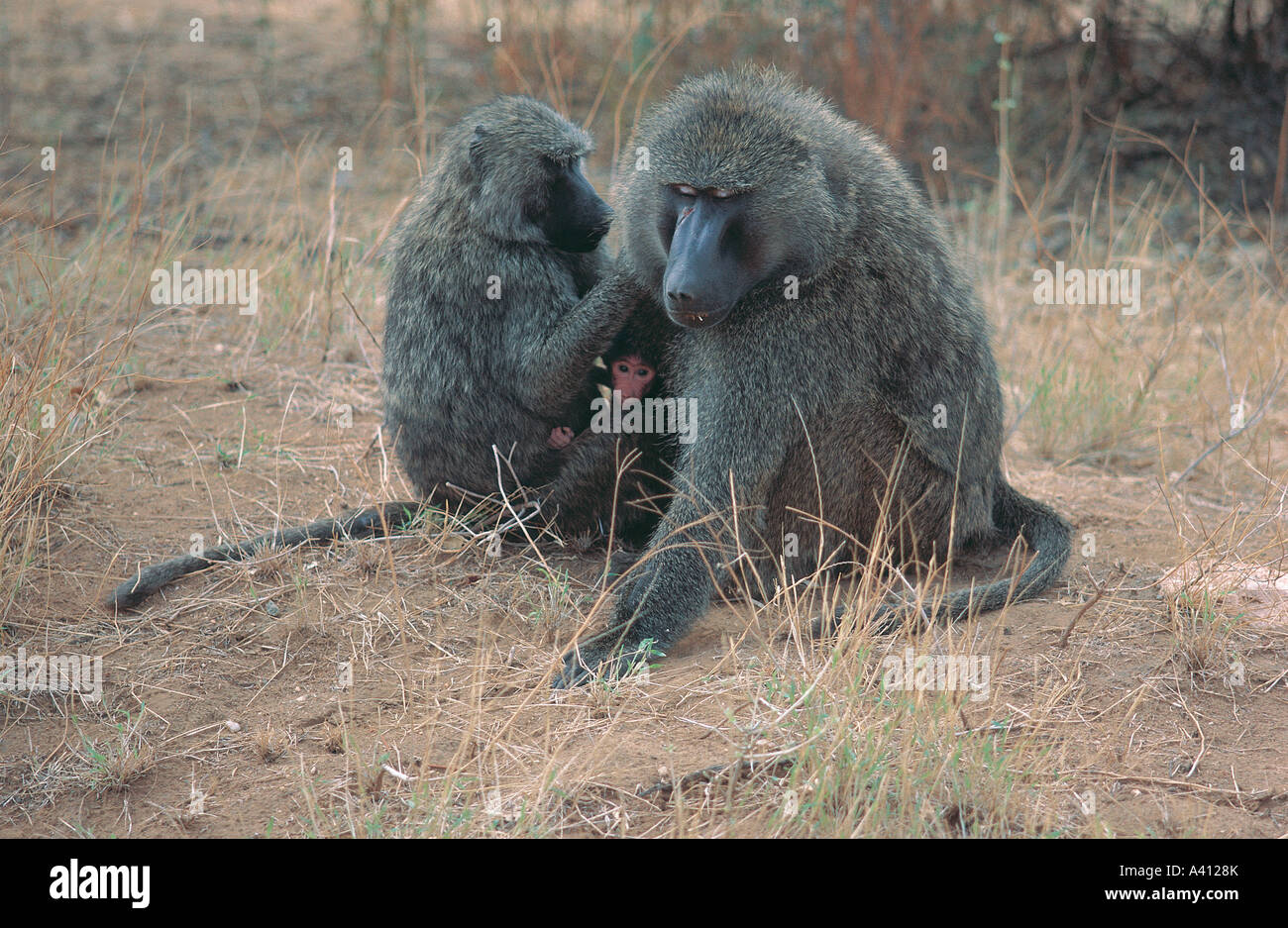 Olive Baboon Pflege, während kleine Baby zwischen ihnen in Samburu National Reserve Kenya sitzt Stockfoto