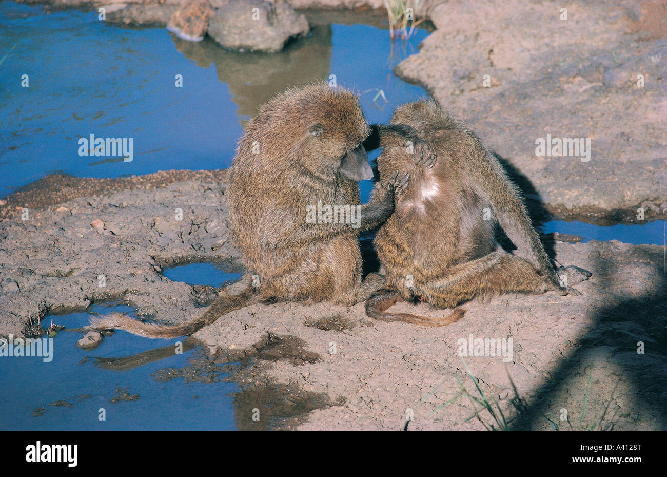 Eine zärtliche Szene mit einer Olive Baboon Pflege ein anderes Samburu National Reserve Kenia in Ostafrika Stockfoto