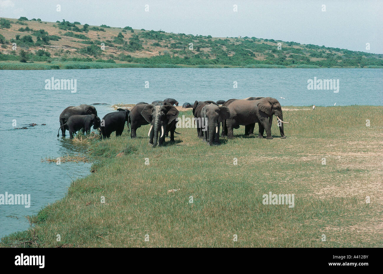 Elefanten an der Hütte in Queen Elizabeth National Park Uganda Stockfoto