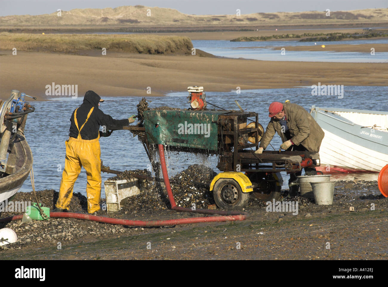 Fischer, die Verschneidung Muscheln im Gezeiten-Hafen Norfolk UK Stockfoto