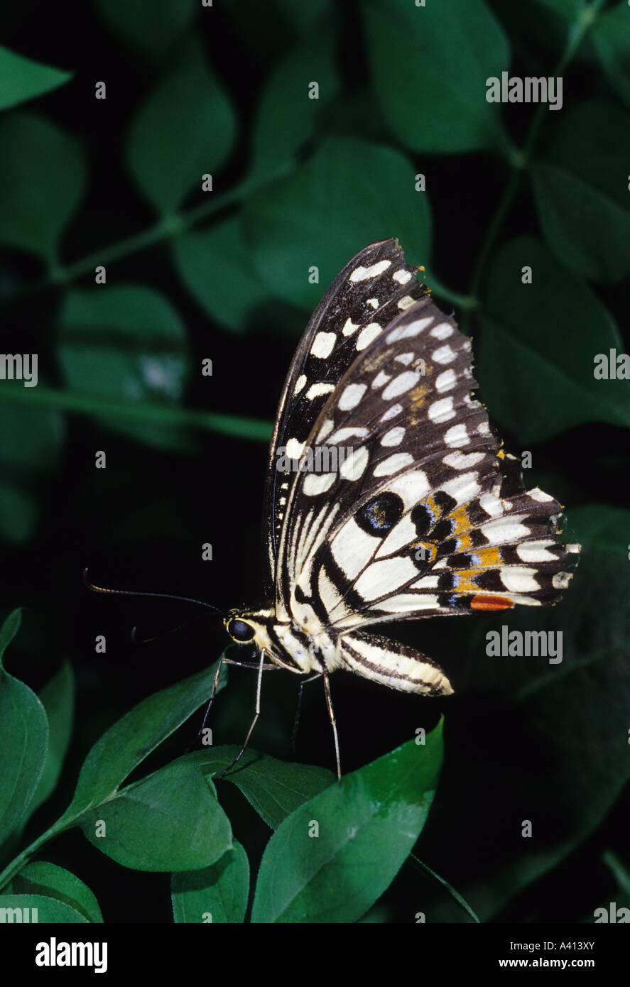 Papilio Demoleus tropischer Schmetterling Stockfoto