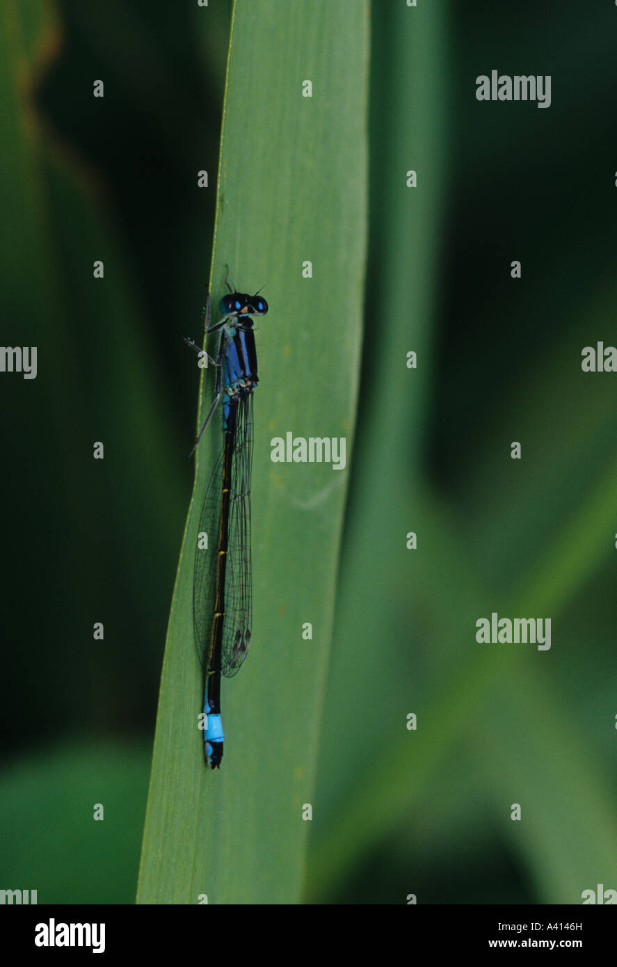 Gemeinsamen Ischnura Blue-Tailed Damselfly (Ischnura Elegans) im Vereinigten Königreich Stockfoto