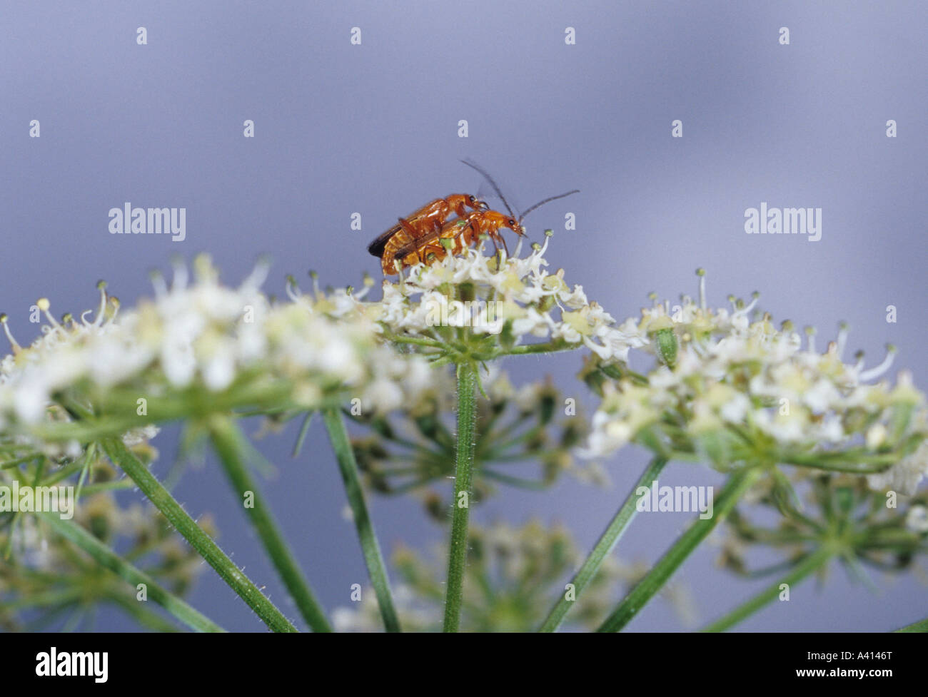 Weichkäfer (Rhagonycha Fulva), die Paarung im Vereinigten Königreich Stockfoto