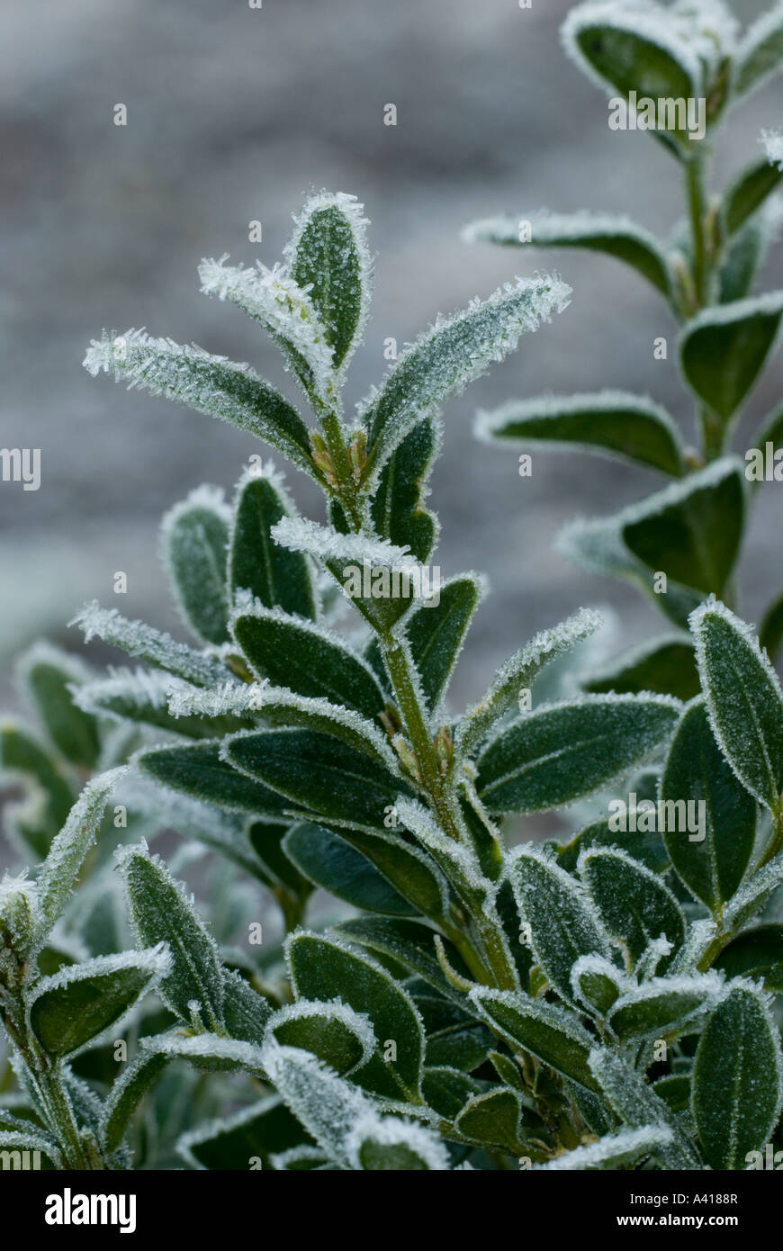 Buchshecke im Frost, Buxus sempervirens, Wales, Großbritannien Stockfoto