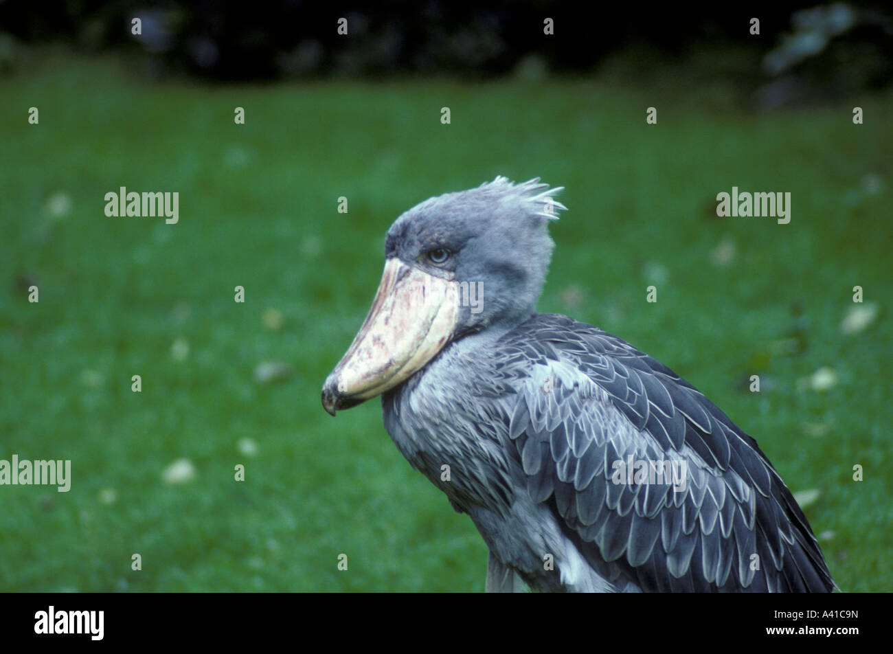 Schuhschnabel oder Wal leitete Storch Balaeniceps rex Stockfoto