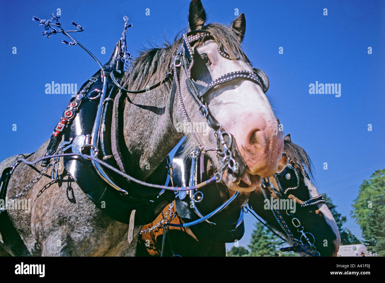Pferde mit dekorativen Gurt International Pflügen Match und ländlichen Expo Pflug Stockfoto