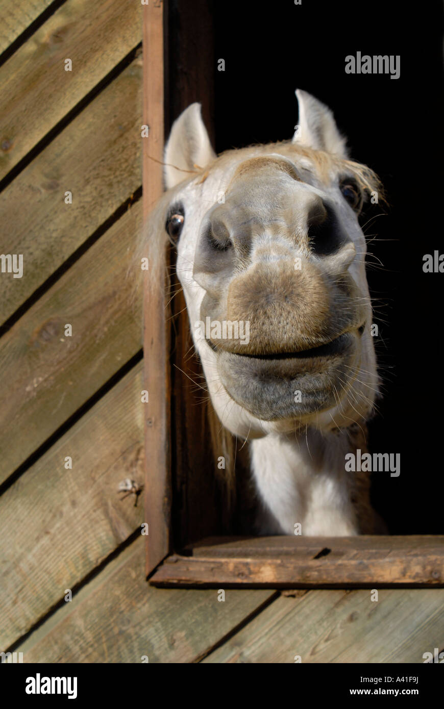 Eine lustig aussehende weiße Pferdeschnauze aus nächster Nähe Stockfoto