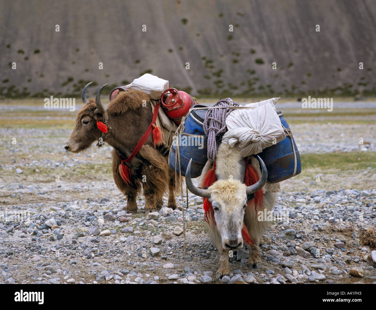 Yaks Mount Kailash Tibet Asien Stockfoto