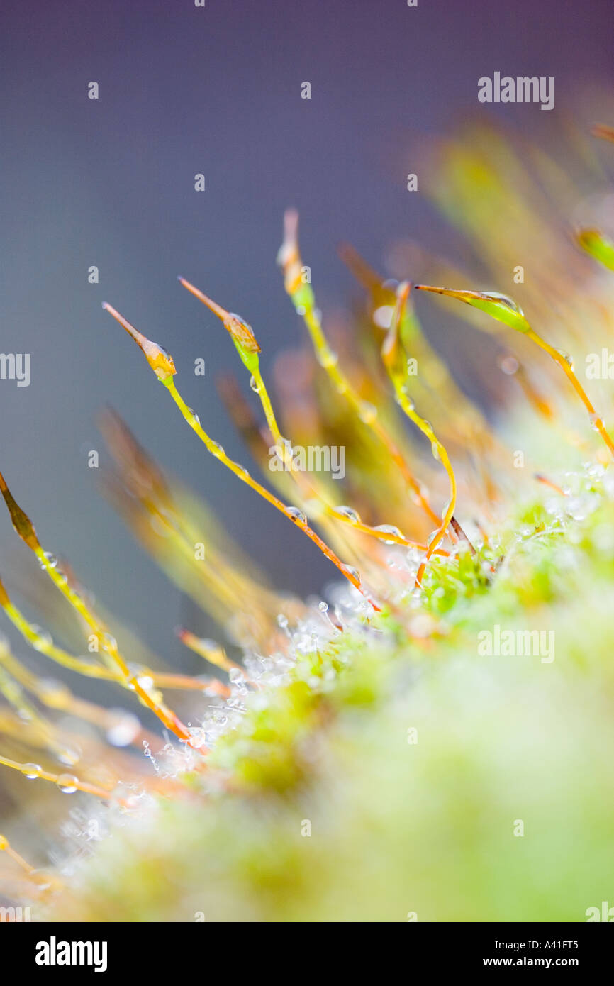 Nahaufnahme von Moos Stockfoto