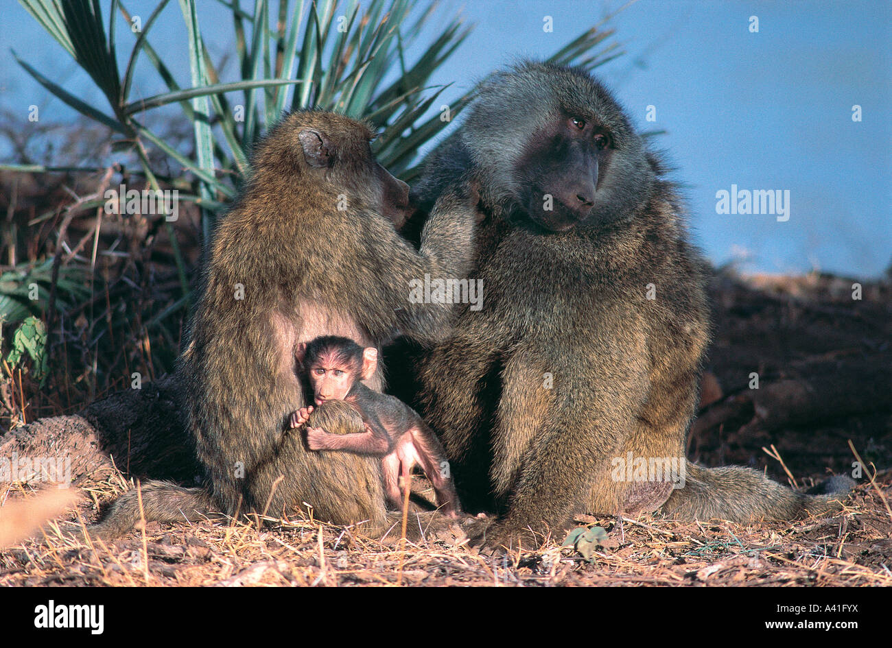 Weibliche Olive Baboon Bräutigam Männchen während ihr winziges Baby klammert sich an ihre Samburu National Reserve Kenia in Ostafrika Stockfoto