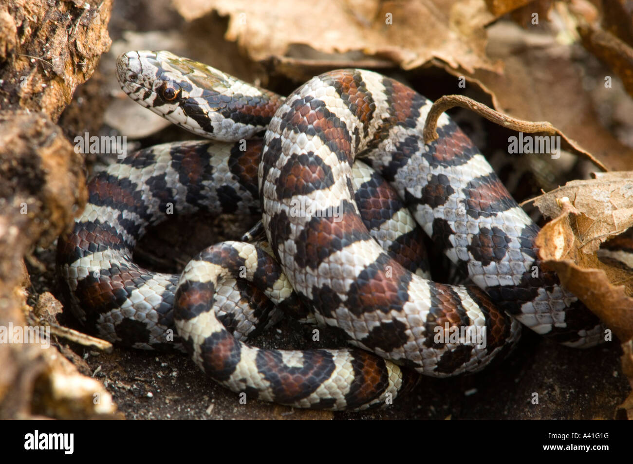 Milch-Schlange (Lampropeltis Triangulum) nicht-giftige Klapperschlange imitiert, Ontario Stockfoto