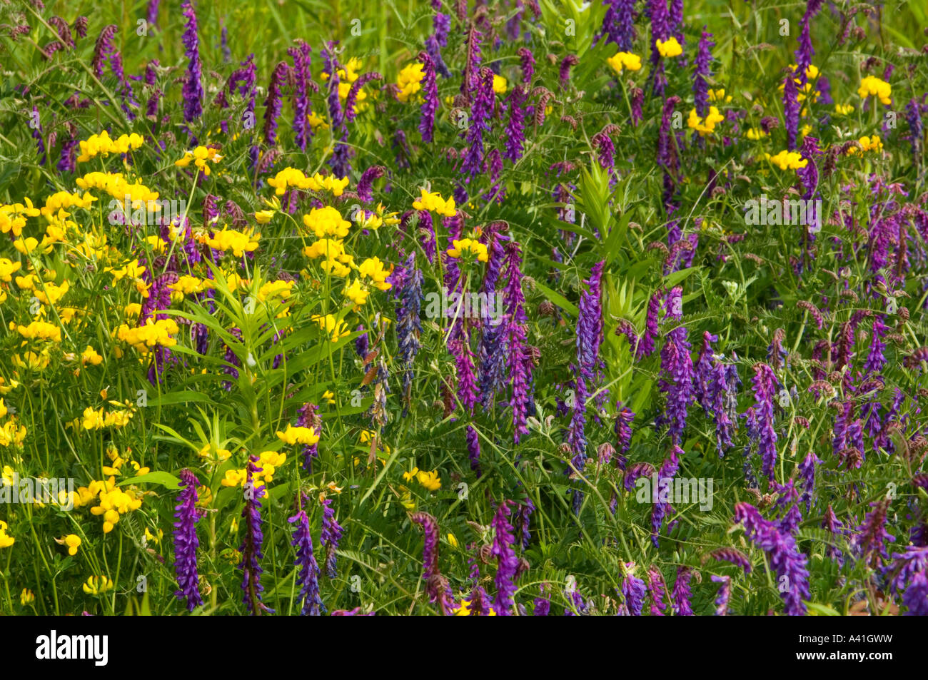 Aubergine Eierfrucht (Lotus corniculatus) und Kuh Wicke (Vicia cracca), Greater Sudbury, Ontario, Kanada Stockfoto
