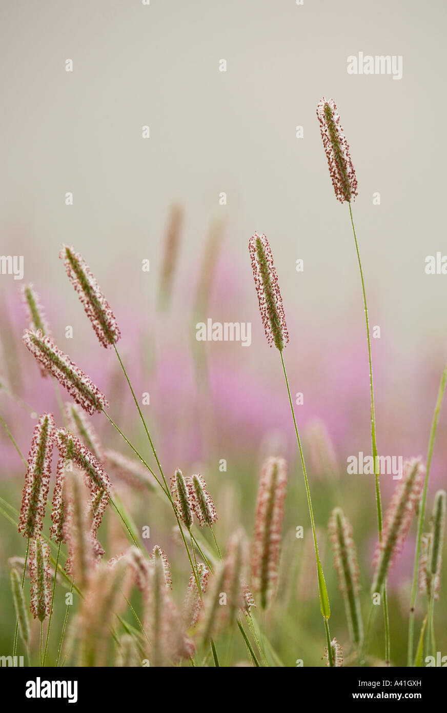 Timothy Gras (Phleum pratense) Blühende Gräser in Misty alt - Feld mit spät - Sommer Blumen, grössere Sudbury, Ontario, Kanada Stockfoto