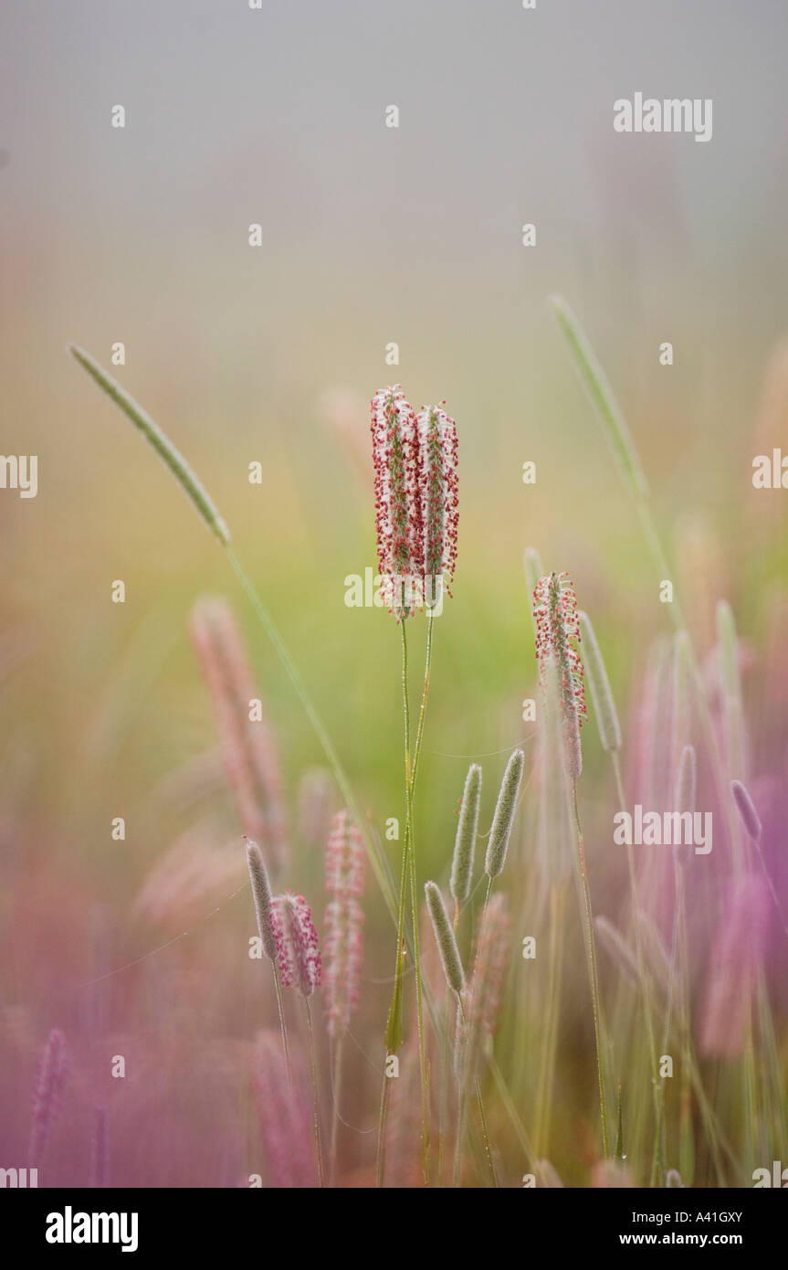 Timothy Gras (Phleum pratense) Blühende Gräser in Misty alt - Feld mit spät - Sommer Blumen, grössere Sudbury, Ontario, Kanada Stockfoto