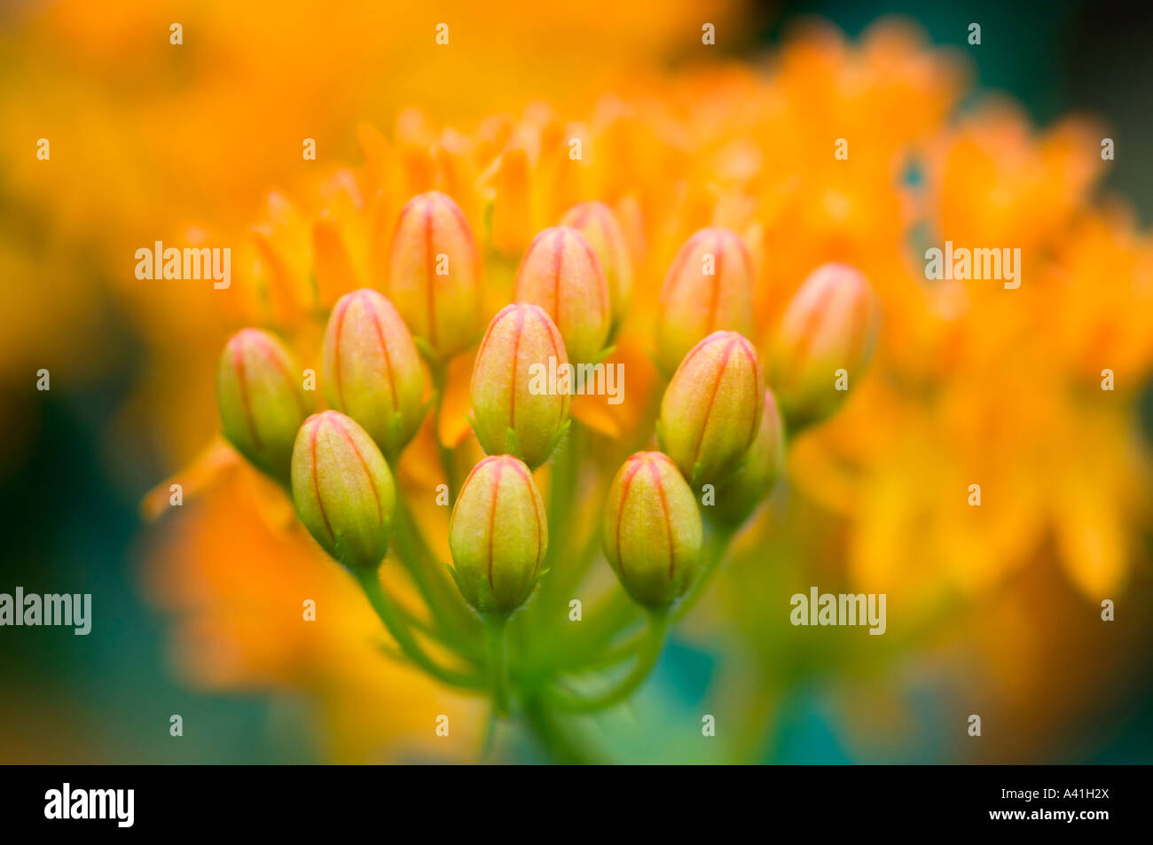 Schmetterling Seidenpflanze (Asclepias tuberosa) Blumen und Blüten sowie deren Knospen, Greater Sudbury, Ontario, Kanada Stockfoto