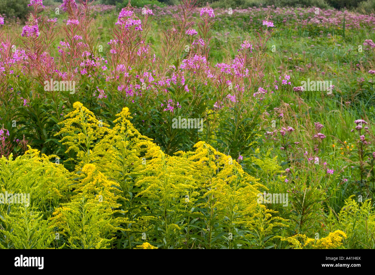 Weidenröschen (Epilobium/Chamerion angustifoloium) und goldrute (Solidago canadensis) Grössere Sudbury, Ontario, Kanada Stockfoto