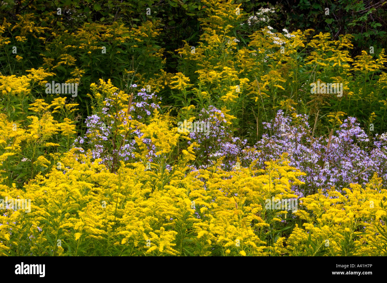 Spätsommer Astern und goldrute Kolonien Worthington, grössere Sudbury, Ontario, Kanada Stockfoto