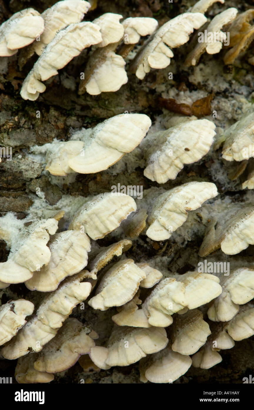 Regal Pilz auf toten Baum Killarney Provincial Park, Ontario, Kanada Stockfoto