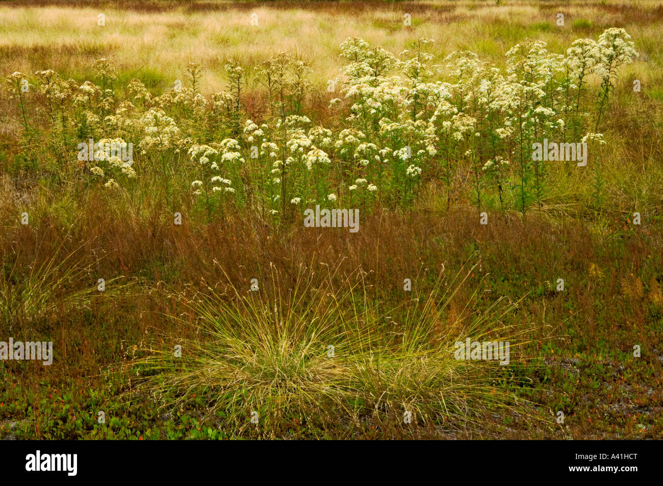 Ende sommer wiese Pflanzengesellschaften Gräsern, Astern und Bebbs Segge grössere Sudbury, Ontario, Kanada Stockfoto