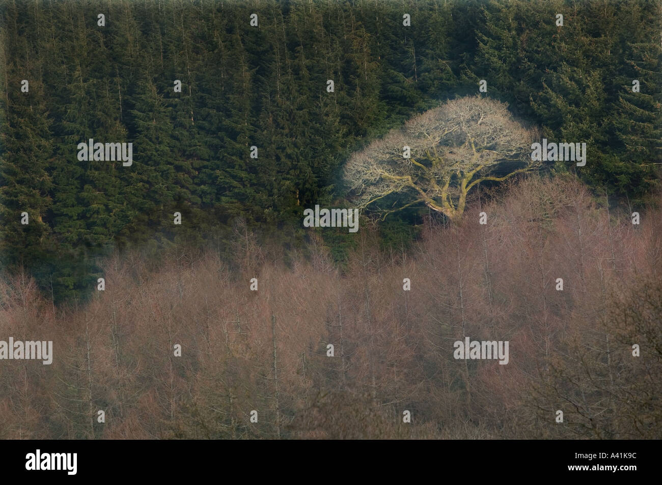 Einsamer Baum im Wald South Wales UK Stockfoto