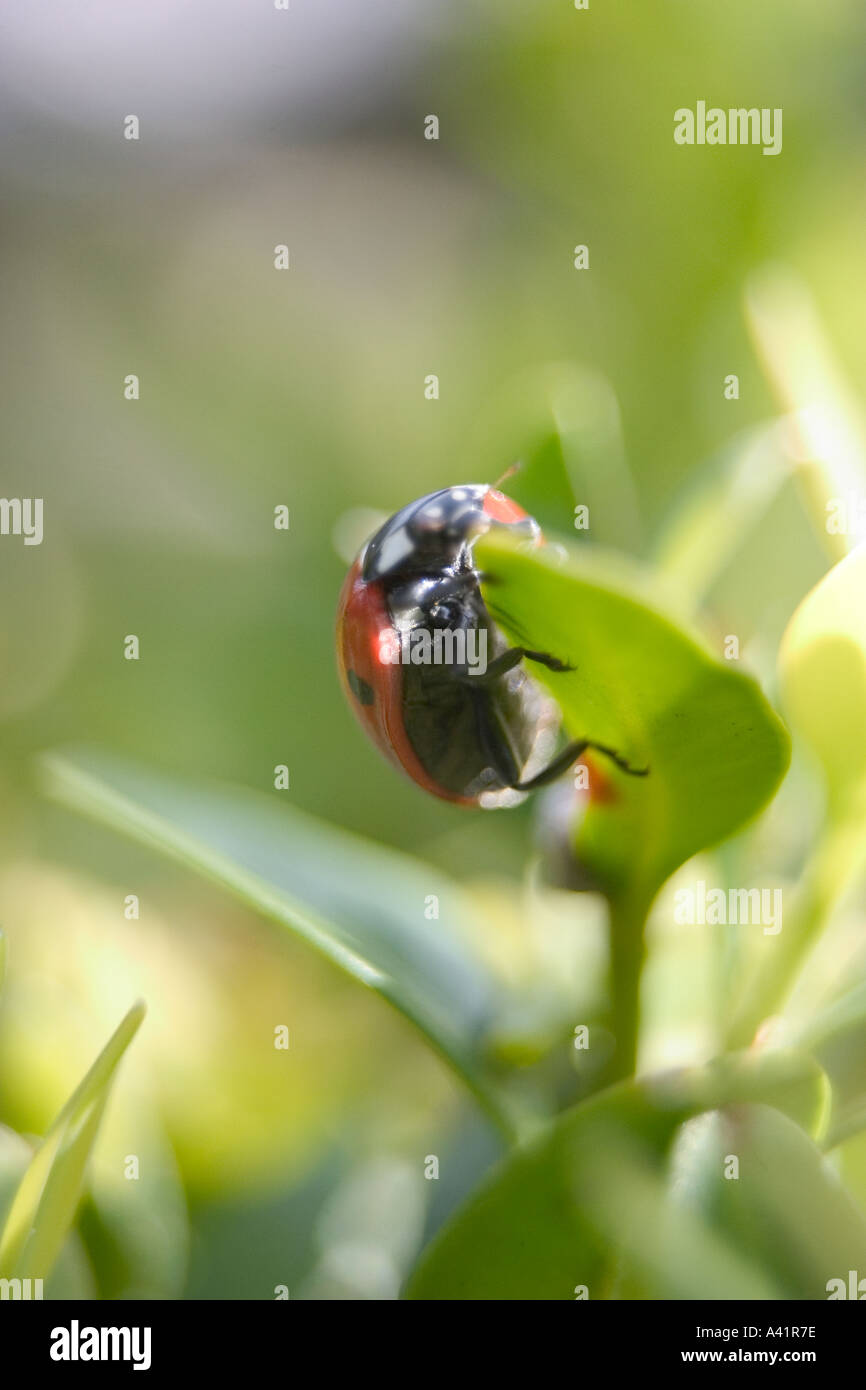 Marienkäfer Coccinellia Septempunctata Green Leaf Stockfoto