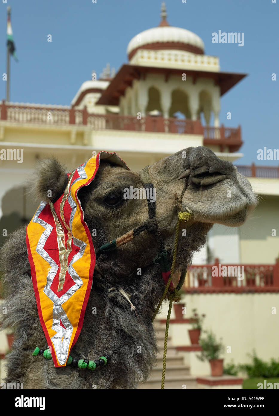 Kamel in der indischen Stadt Jaipur Stockfoto