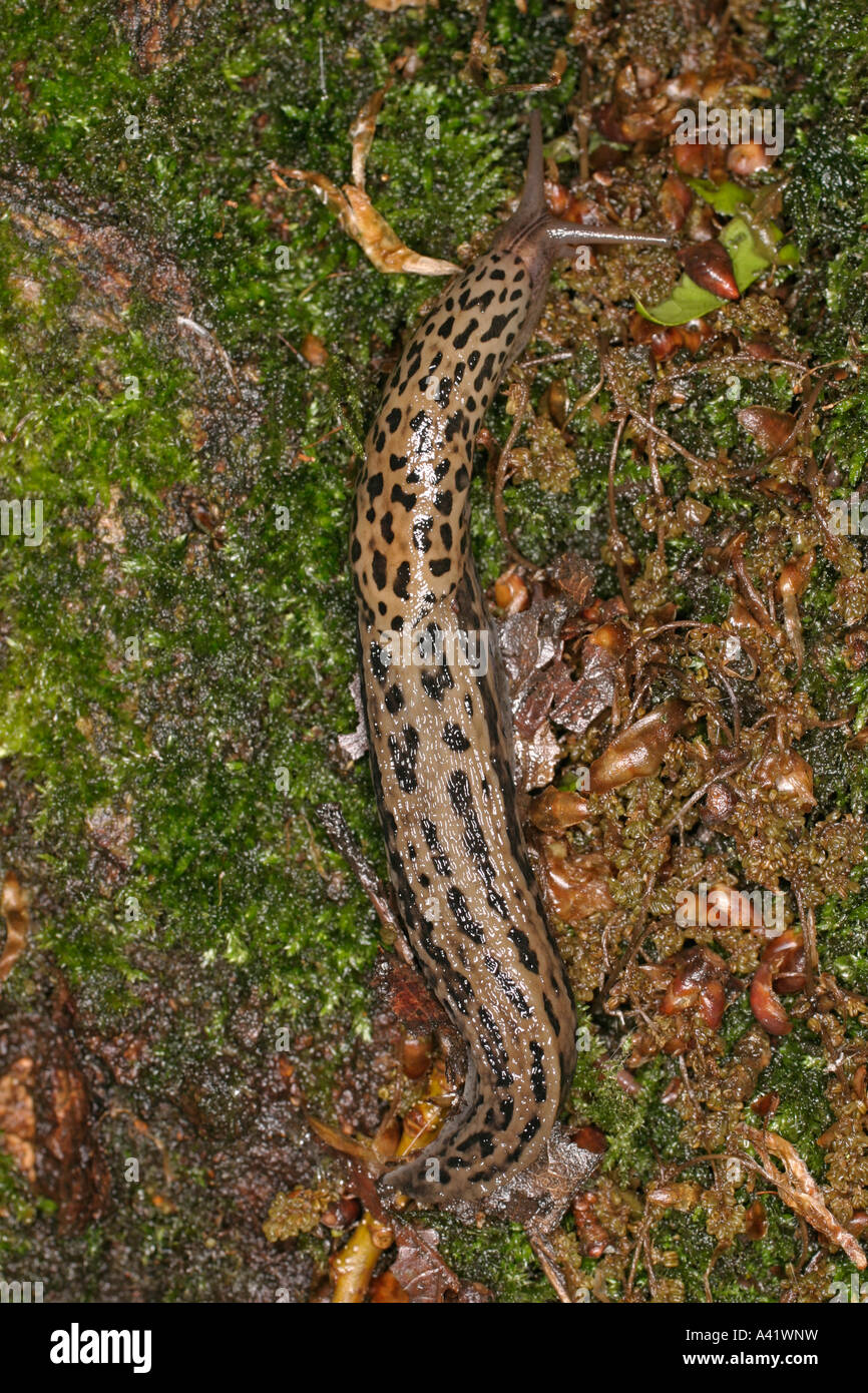 GROßE GRAUE SCHNECKE LIMAX MAXIMUS ÜBER BODEN SV Stockfoto