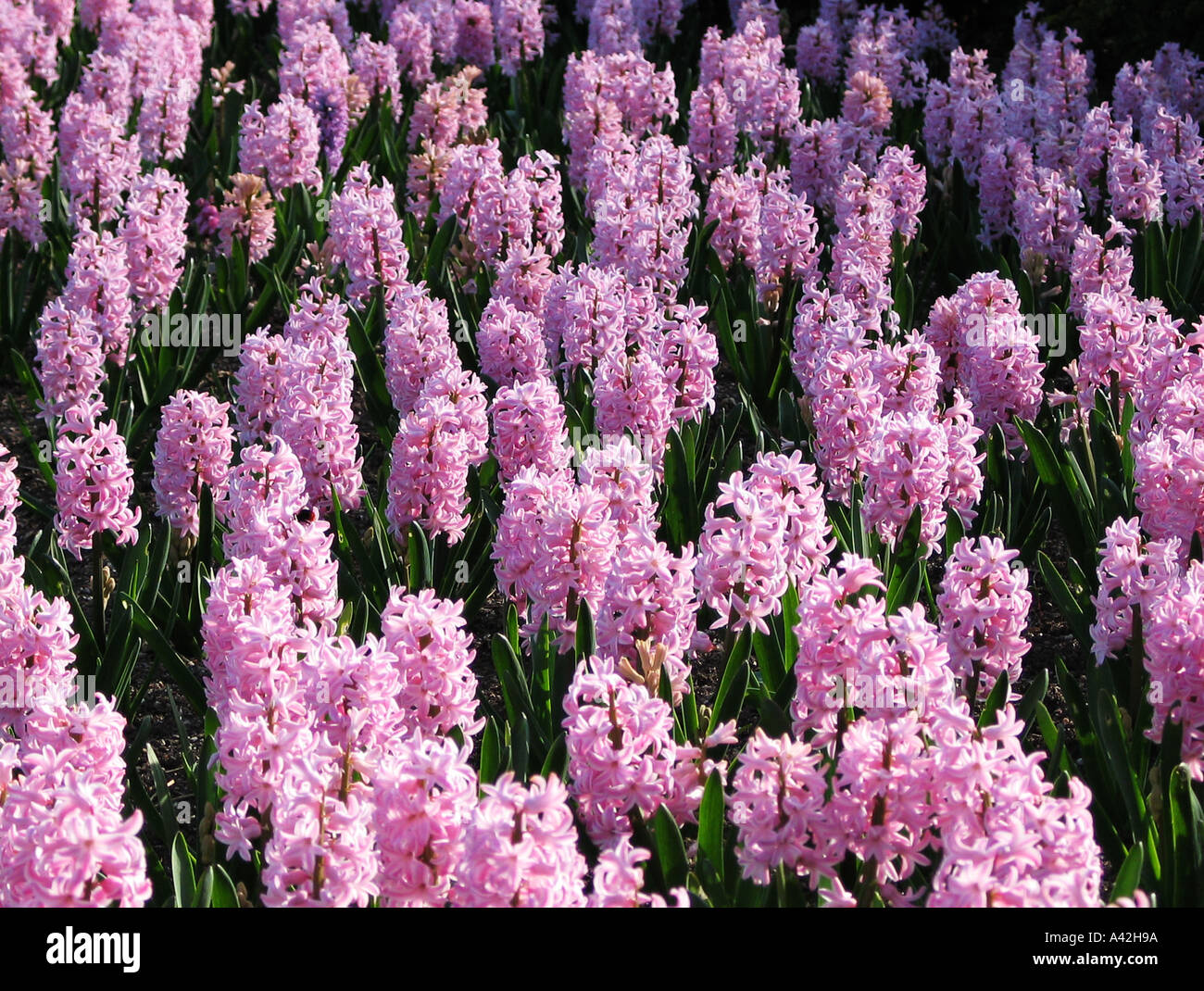 HYAZINTHEN IM FRÜHLING SONNENSCHEIN PIC VON JOHN ROBERTSON Stockfoto