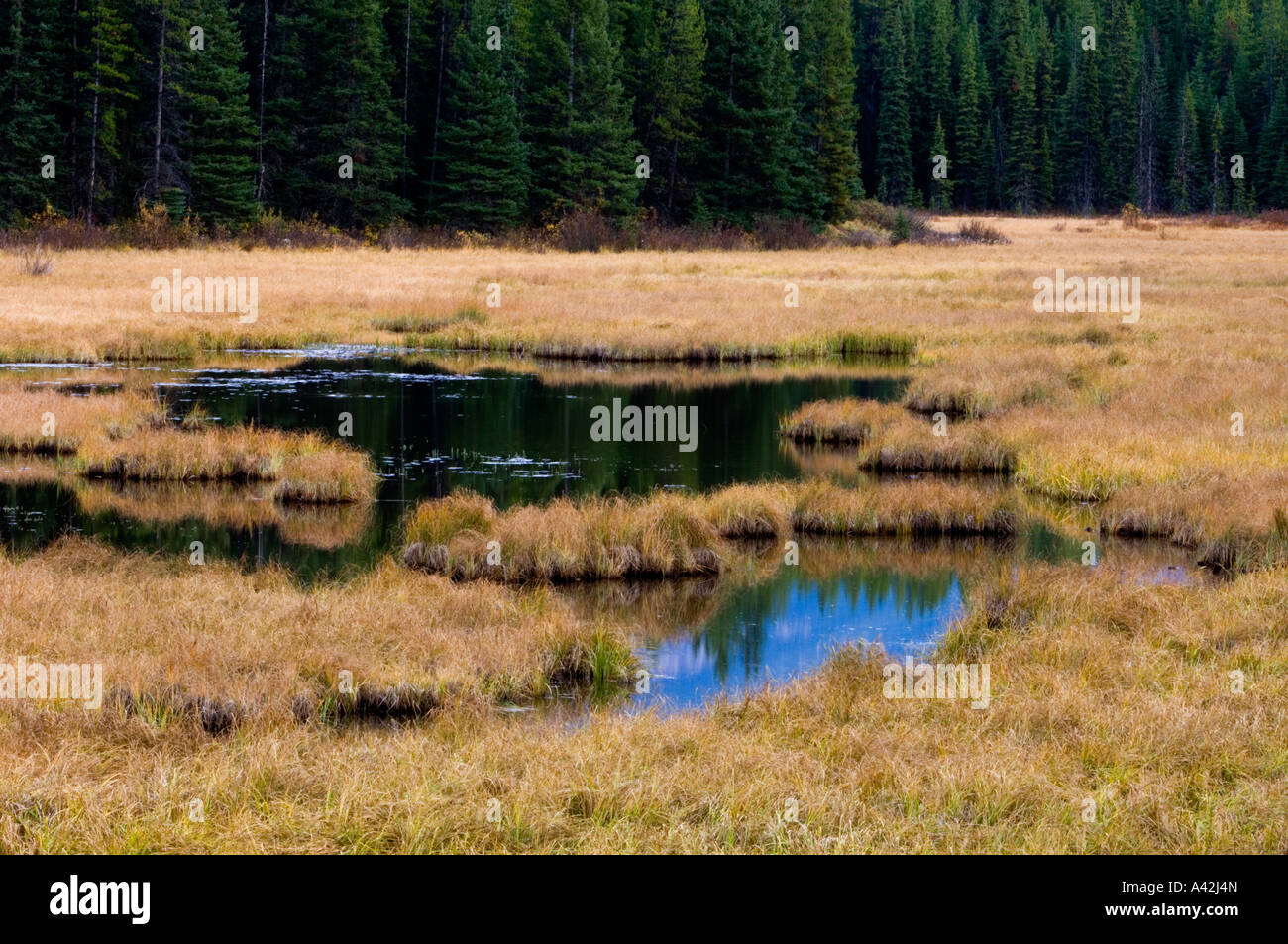 Pocatera Marsh, Peter Lougheed Provincial Park, Alberta, Kanada Stockfoto