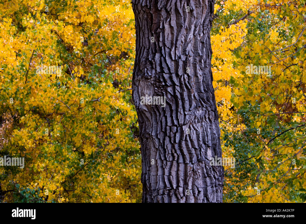 Pappel (Populus canescens) mit Falllaub in Milk River Valley Schreiben auf Stein Provincial Park, Alberta, Kanada Stockfoto