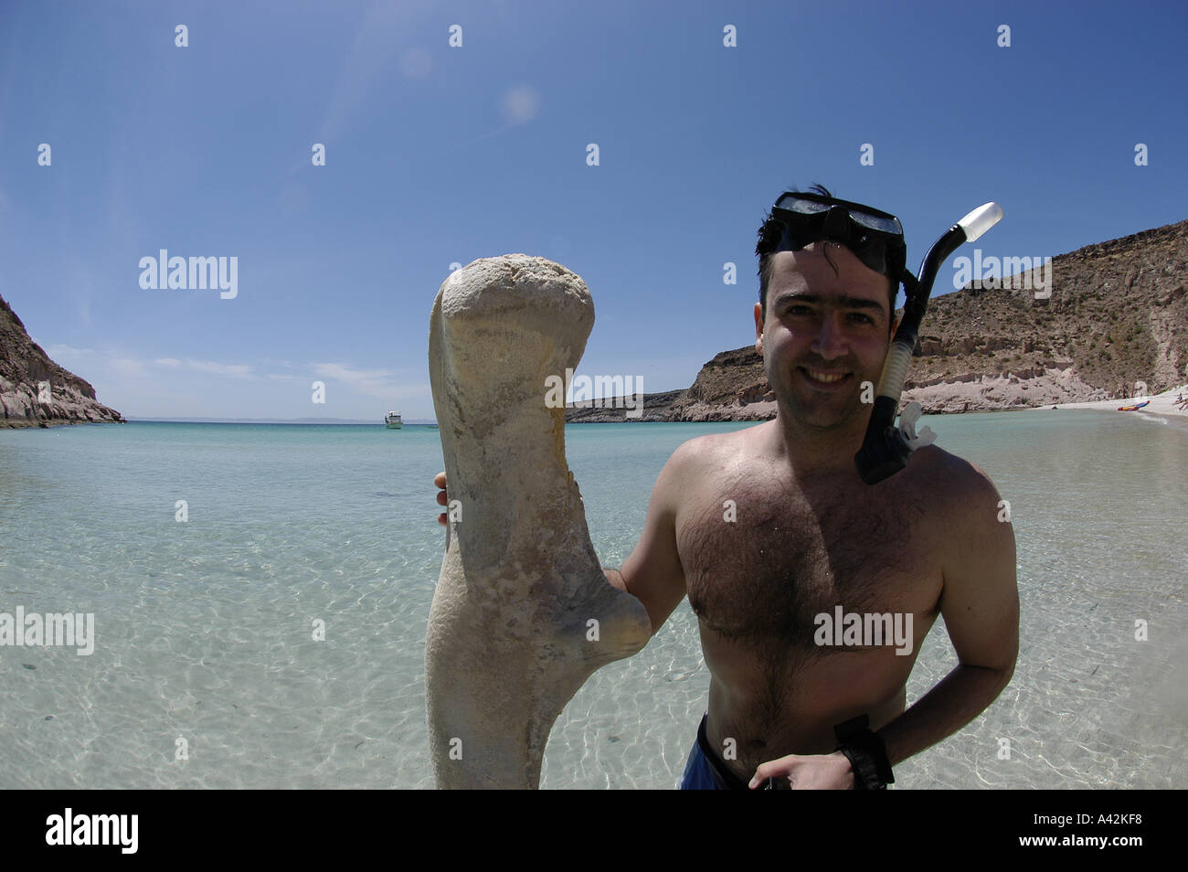 Junge spanische Mann Herr Schnorchler Unterwasserfotograf mit seiner Kamera-Gehäuse und einem Buckelwal-Wirbel-Knochen Espiri Stockfoto
