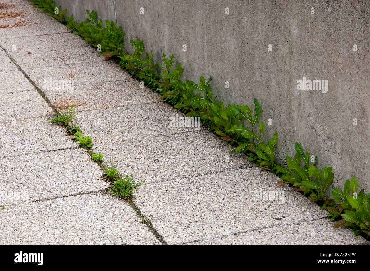 Kräuter wachsen in Ritzen des Betons in Terrasse Gehweg, Greater Sudbury, Ontario, Kanada Stockfoto
