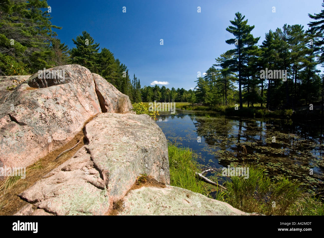 Feuchtgebiet im kanadischen Schild Gelände auf George Island, Killarney, Ontario, Kanada Stockfoto