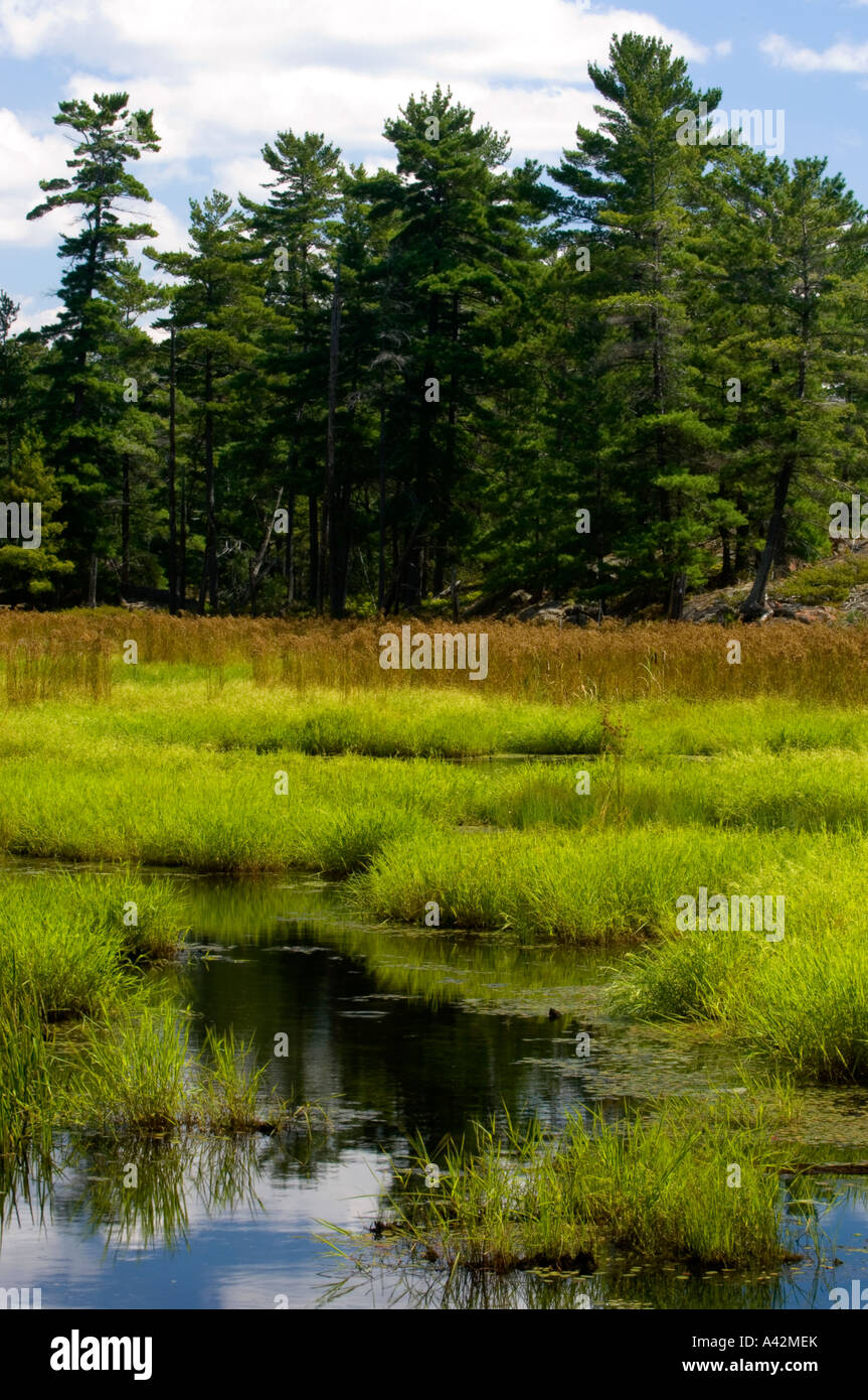 Feuchtgebiet im kanadischen Schild Gelände auf George Island, Killarney, Ontario, Kanada Stockfoto