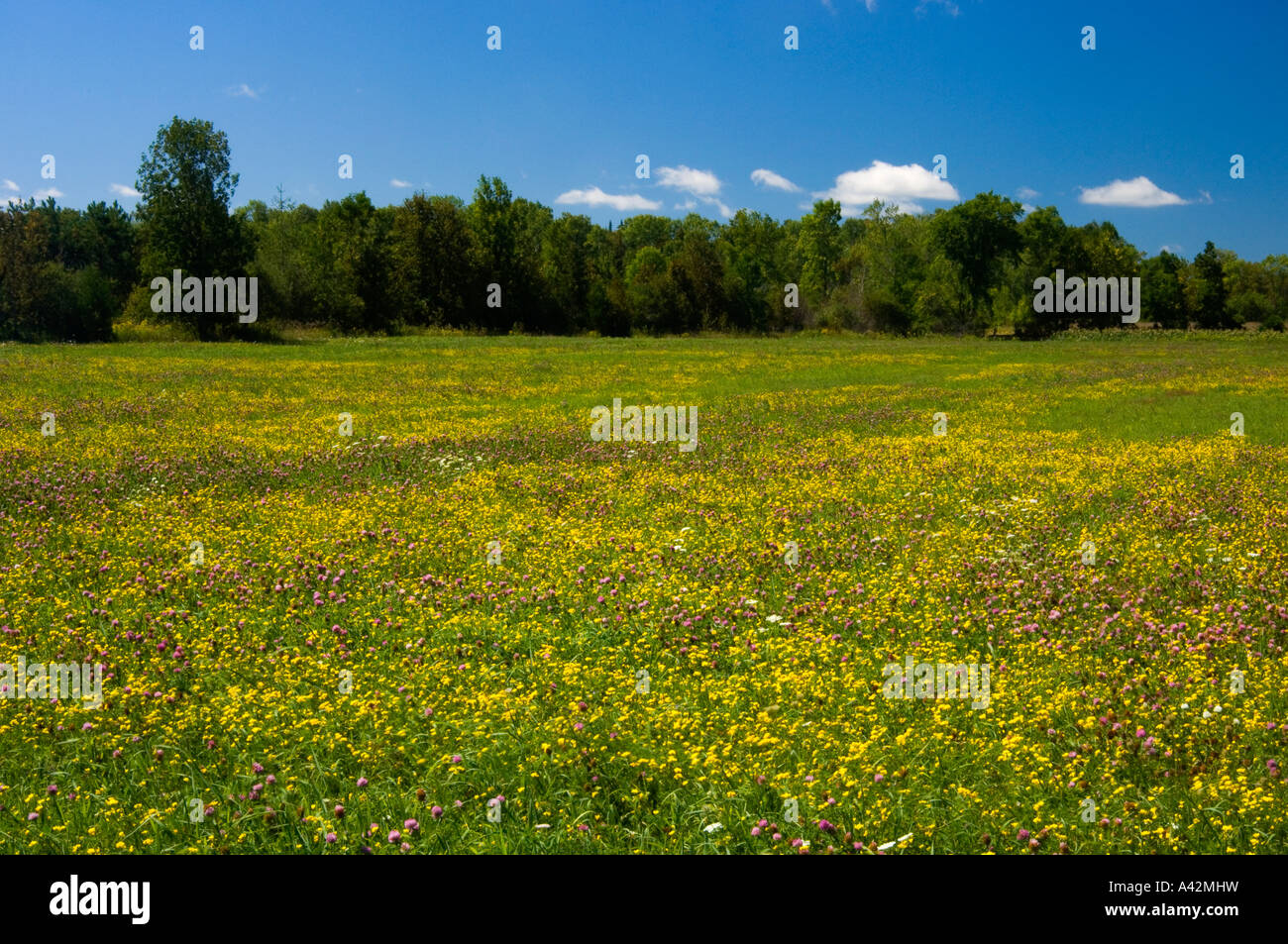 Wirtschaftsgebäude und Spätsommer Blumen in Weide, in der Nähe von M'Chigeeng First Nation, Manitoulin Island, Ontario, Kanada Stockfoto