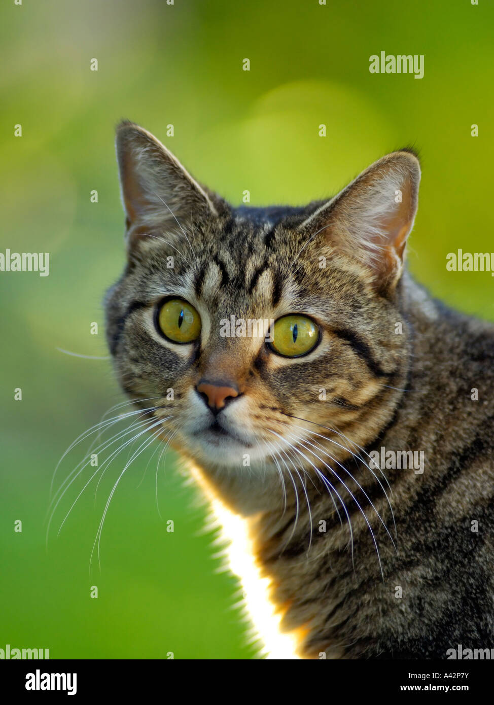 Outdoor-Katze mit durchdringenden Augen Stockfoto