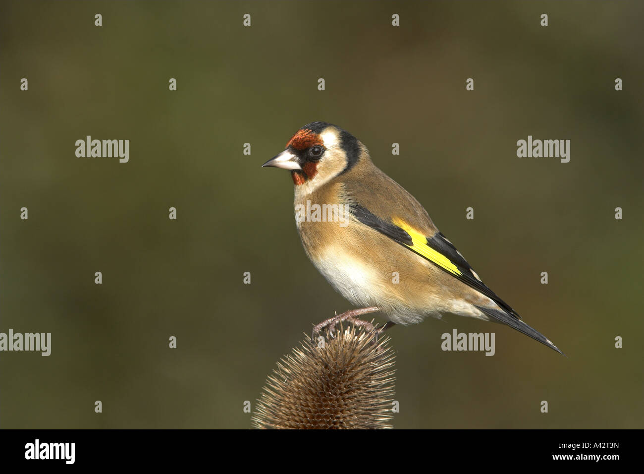 Eurasische Stieglitz Zuchtjahr Zuchtjahr Männchen thront auf einem Teasal Seedhead, Todwick, South Yorkshire, England. Stockfoto