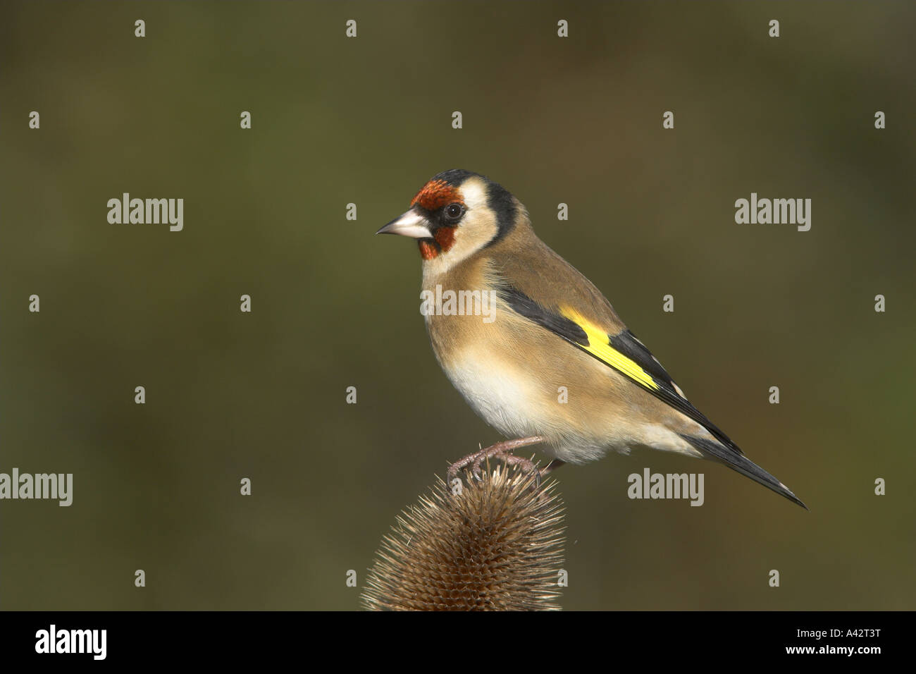 Eurasische Stieglitz Zuchtjahr Zuchtjahr Männchen thront auf einem Teasal Seedhead, Todwick, South Yorkshire, England. Stockfoto