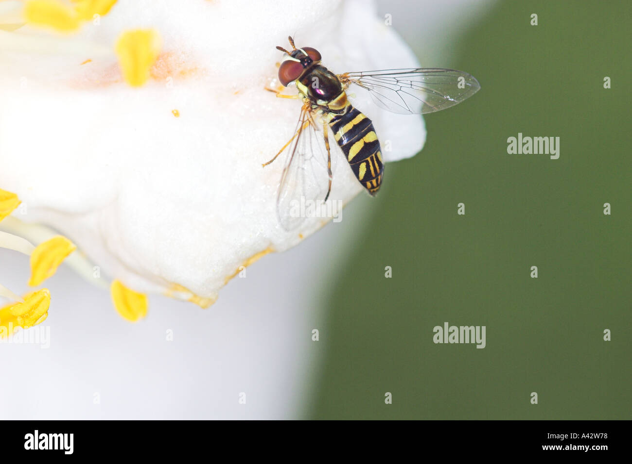 Hoverfly auf weiße Blume Stockfoto