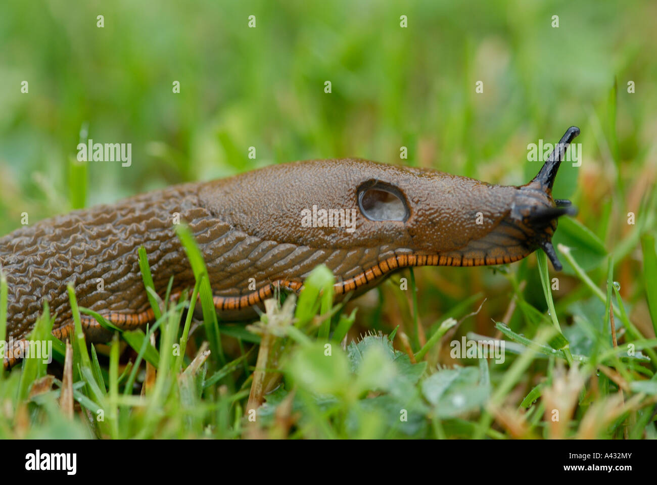 Große rote Slug Arion Rufus kriechen durch feuchten Rasen kurz nach einem Regen Sturm Stockfoto