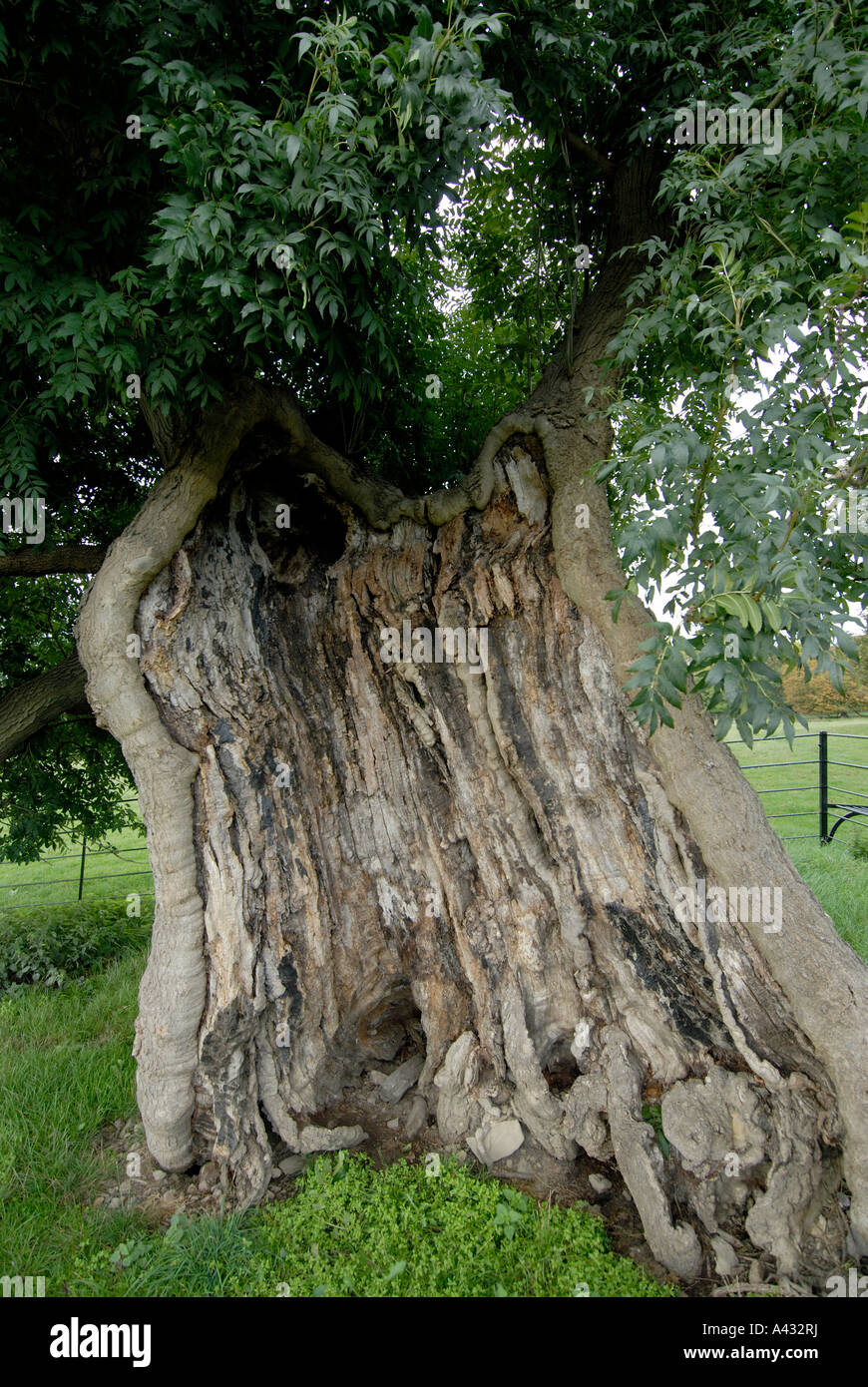 Eine alte Esche Baum wahrscheinlich gemeinsame Esche Fraxinus excelsior Stockfoto