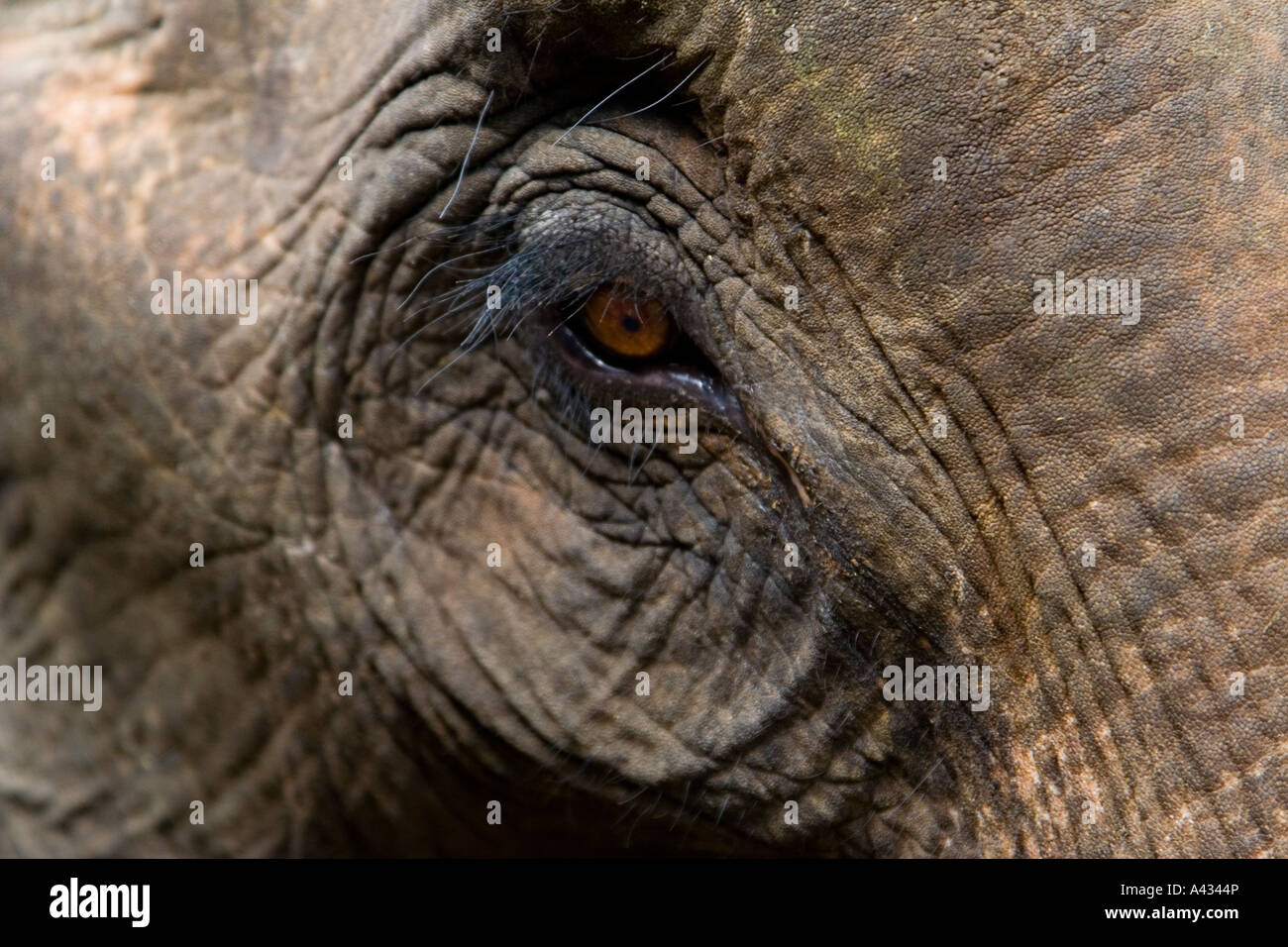 Auge von einem Elefanten Luang Prabang Laos Stockfoto