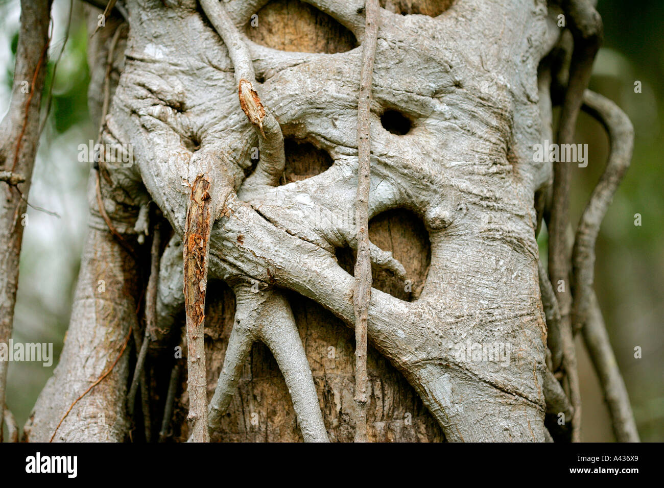 Nahaufnahme von einem Baum Rinde Biom Biotop Laubbaum Laub-Ökologie grau grün Undurchdringlichkeit undurchdringlichen Dschungel Endivie Stockfoto